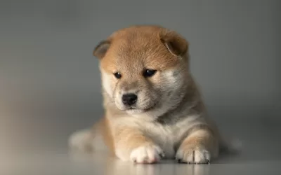 Il Viaggio di Crescita del tuo Shiba Inu